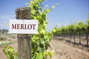 Merlot Sign On Vineyard Post photo