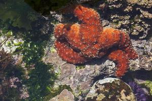 Beautiful Starfish in Shallow Tide Pool photo