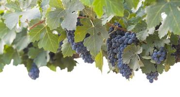 hermosas y exuberantes fanegas de uva y vides en blanco foto
