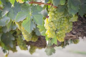 Lush White Grape Bushels Vineyard in The Morning Sun photo