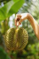 primer plano de una mano femenina con fruta de durian enriquecida foto