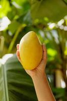 mano femenina con mango ataulfo amarillo fresco foto