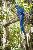 The Endangered Hyacinth Macaw of South America photo