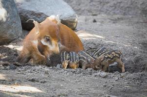 Visayan Warty Piglet with Mother photo