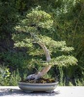 Elm Bonsai Tree photo