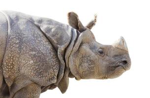 perfil aislado de un rinoceronte foto