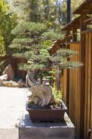 California Juniper Bonsai Tree photo