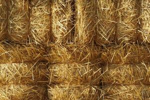 Stacked Straw Hay Bails photo