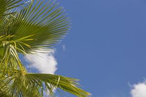 Majestic Tropical Palm Trees Against Blue Sky and Clouds photo