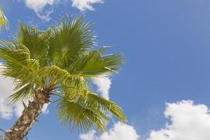 Majestic Tropical Palm Trees Against Blue Sky and Clouds photo