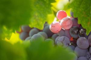 viñedo con uvas de vino exuberantes y maduras en la vid listas para la cosecha. foto