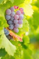 Vineyard with Lush, Ripe Wine Grapes on the Vine Ready for Harvest. photo