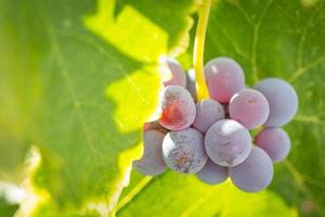 Vineyard with Lush, Ripe Wine Grapes on the Vine Ready for Harvest. photo