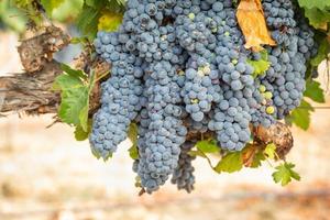 Vineyard with Lush, Ripe Wine Grapes on the Vine Ready for Harvest photo