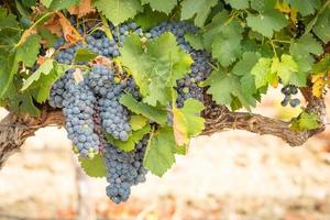 Vineyard with Lush, Ripe Wine Grapes on the Vine Ready for Harvest photo