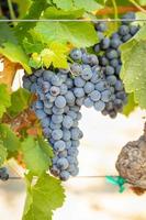 Vineyard with Lush, Ripe Wine Grapes on the Vine Ready for Harvest photo