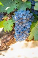 Vineyard with Lush, Ripe Wine Grapes on the Vine Ready for Harvest photo