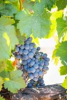 Vineyard with Lush, Ripe Wine Grapes on the Vine Ready for Harvest photo