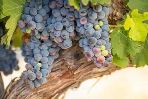 Vineyard with Lush, Ripe Wine Grapes on the Vine Ready for Harvest photo