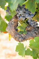 Vineyard with Lush, Ripe Wine Grapes on the Vine Ready for Harvest photo