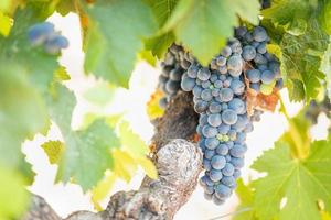 Vineyard with Lush, Ripe Wine Grapes on the Vine Ready for Harvest photo