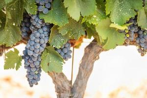 Vineyard with Lush, Ripe Wine Grapes on the Vine Ready for Harvest photo