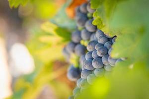 Vineyard with Lush, Ripe Wine Grapes on the Vine Ready for Harvest photo