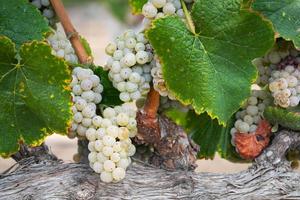 Vineyard with Lush, Ripe Wine Grapes on the Vine Ready for Harvest photo