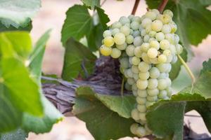 Vineyard with Lush, Ripe Wine Grapes on the Vine Ready for Harvest photo