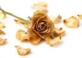 Dry rose flower photo