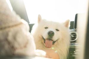 lindo perro samoyedo dentro de un camión moderno durante un viaje por carretera foto