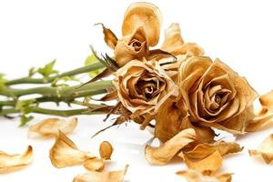 Dry rose flower photo