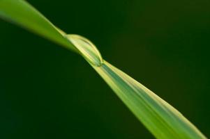 Drop on Blade of Grass photo