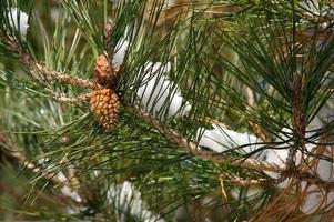 Snowy Branch with Pine Cones photo