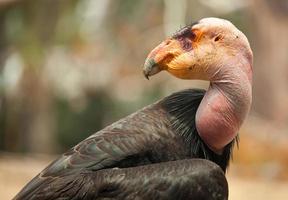 Profile of California Condor photo