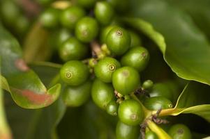 Coffee Beans on the Branch photo