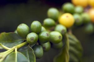 Coffee Beans on the Branch photo