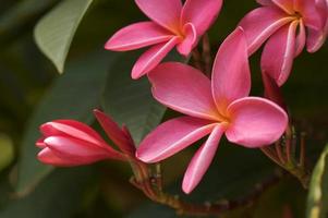 Pink Plumeria Flowers photo