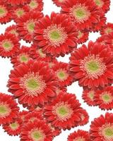 Falling Red Gerber Daisies photo