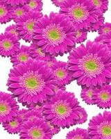 Falling Magenta Gerber Daisies photo