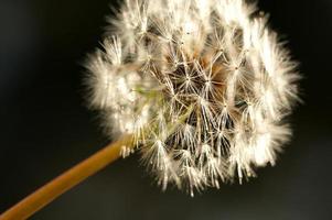 Dandelion Macro Shot photo