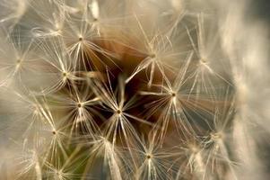 Dandelion Macro Shot photo