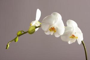 Beautiful Orchid Branch Blossom photo