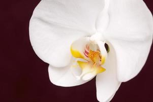 Macro Orchid Flower Blossom photo