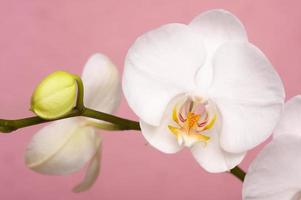 flores de flor de orquídea macro foto