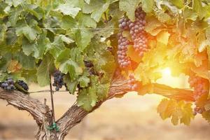 Lush, Ripe Wine Grapes on the Vine photo