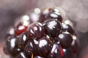 Macro Blackberry with Water Drops photo