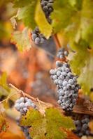 Lush, Ripe Wine Grapes with Mist Drops on the Vine photo
