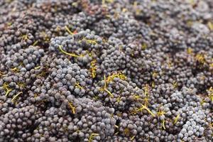 uvas de vino tinto cosechadas foto
