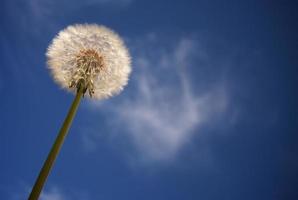 Dandelion Against Deep Blue Sky photo